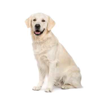 住まい+暮らし+子育て Labrador Retriever - Labrador Retriever original.png?1417753797