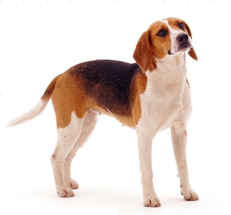 Harrier Dog Hounds Meaning In English Beagle American Foxhound