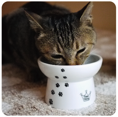 貓壹 快樂食光 單品