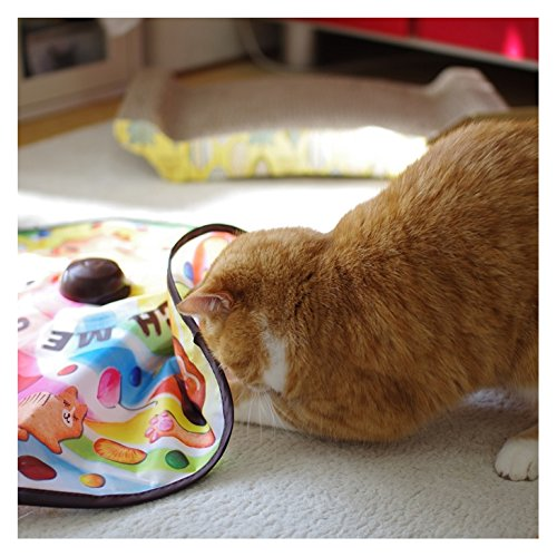 貓壹 來抓我吧2