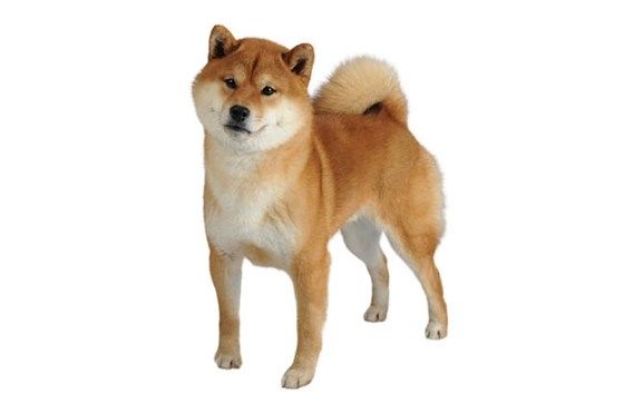 Shiba Inu