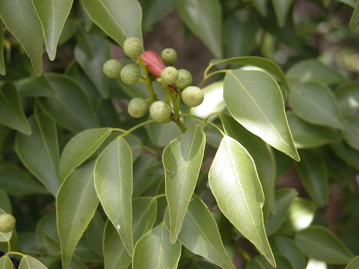 單方精油 | 阿米香樹/西印度檀香 Amyris