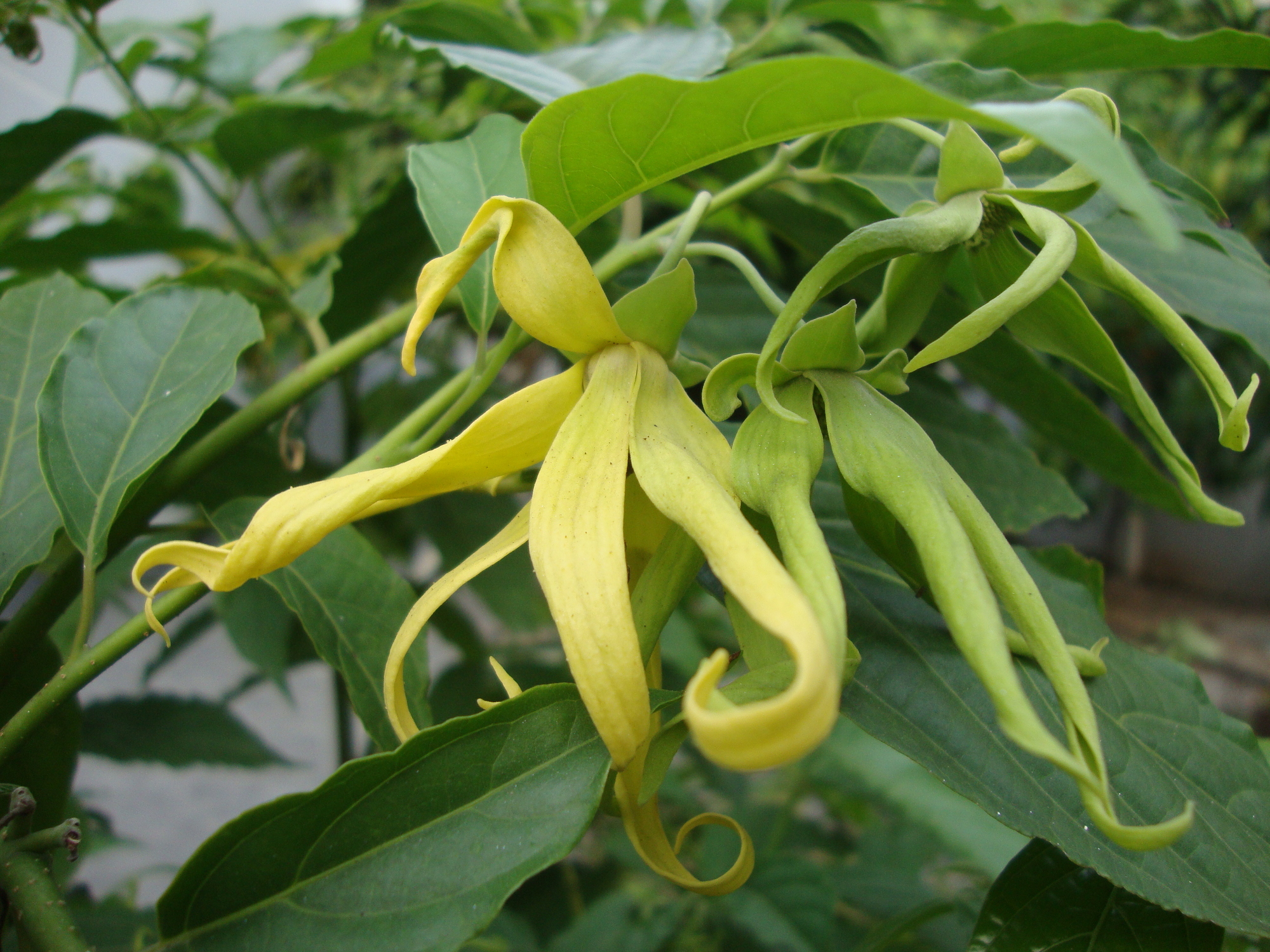 單方精油 | 特級依蘭 Ylang Ylang extra *Bio