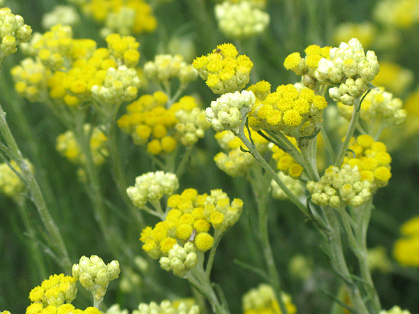 單方精油 | 義大利永久花 Immortelle *Wild