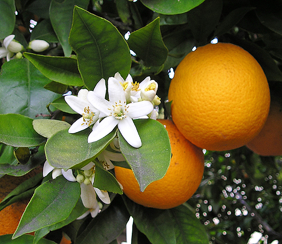 單方精油 | 橙花  Neroli