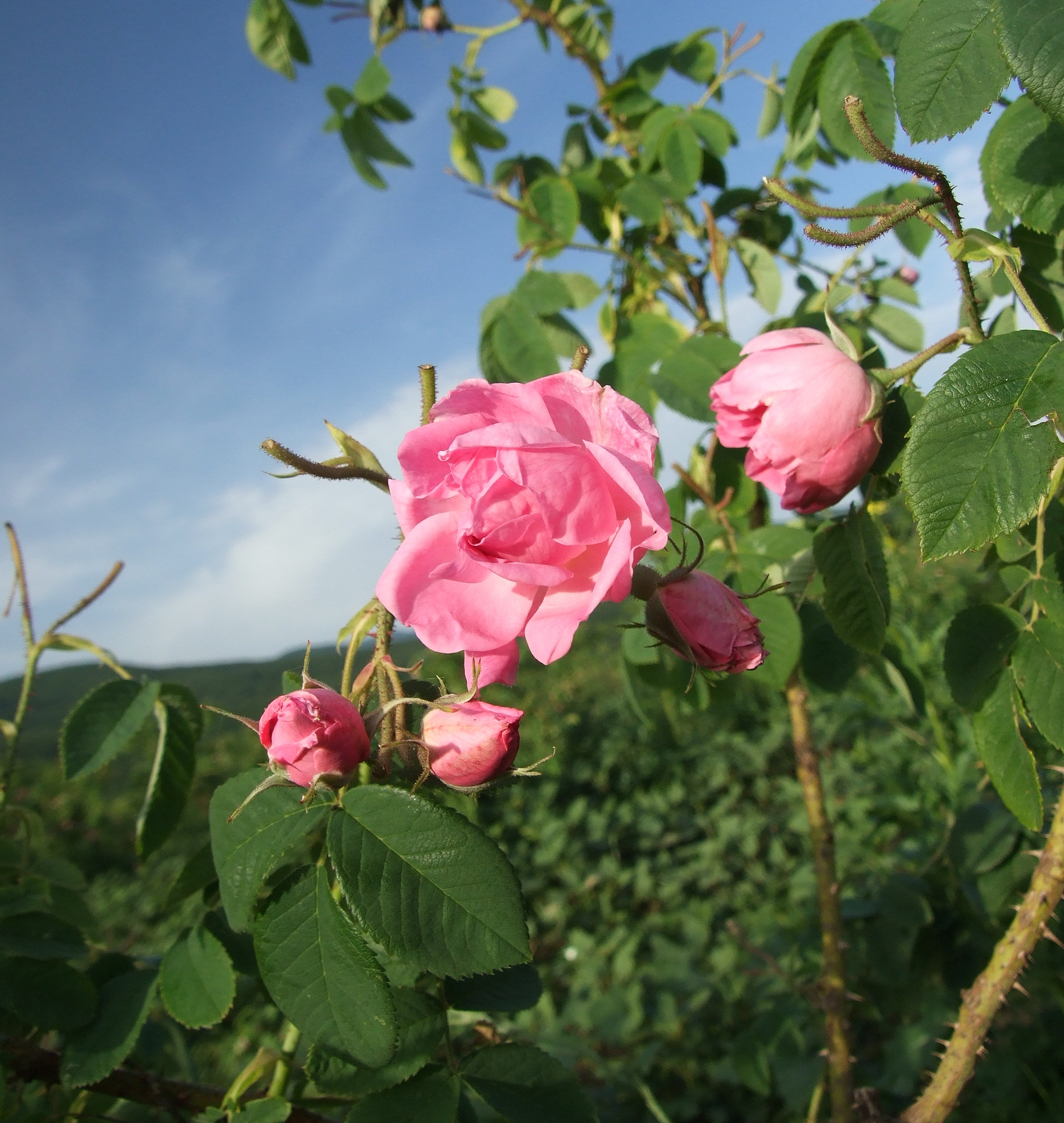 單方精油 | 大馬士革玫瑰  Damask Rose *Turkey