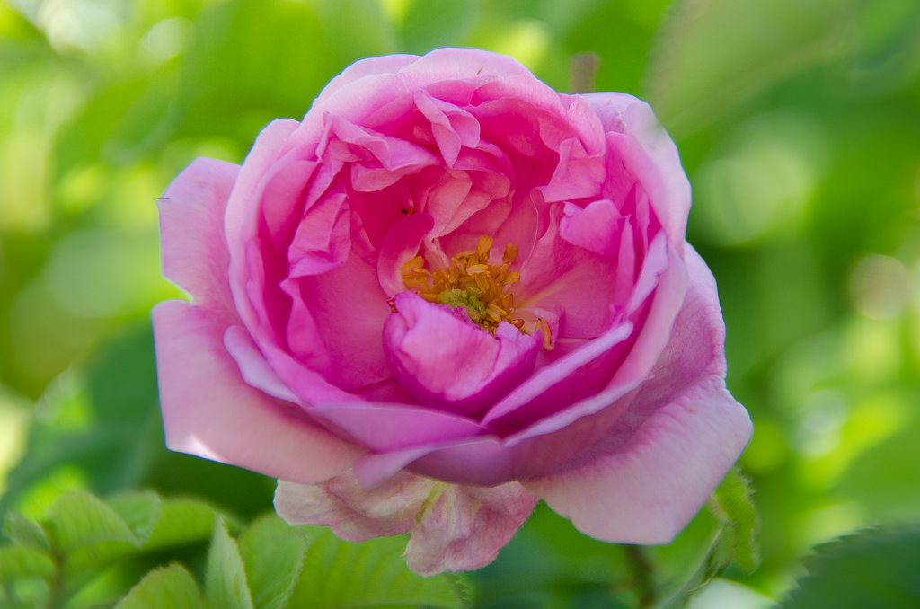 單方精油 | 大馬士革玫瑰 Damask Rose＠Bulgarian