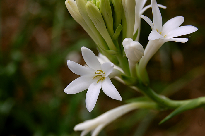 晚香玉  Tuberose