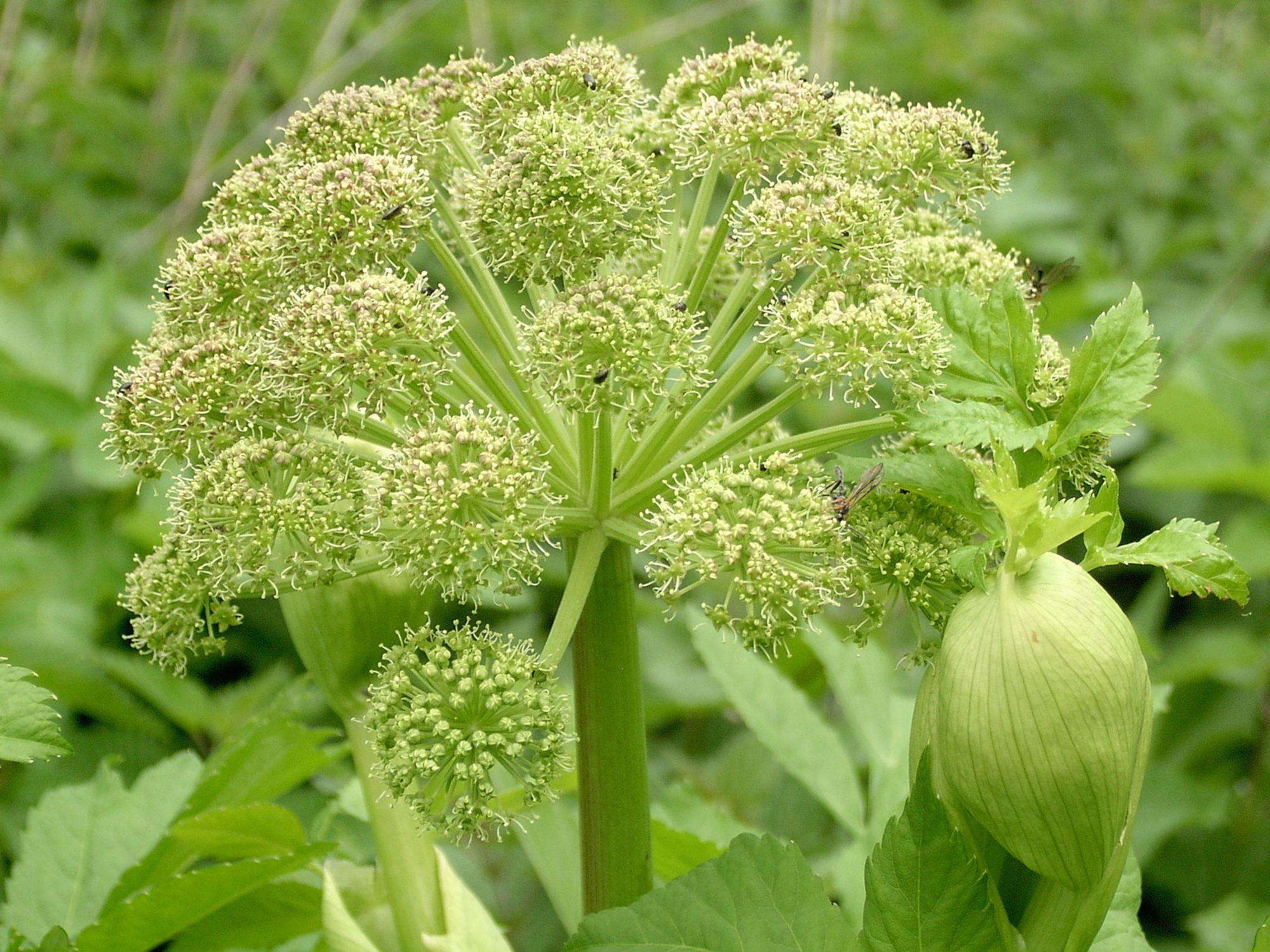 單方精油 | 歐白芷根 Angelica Root