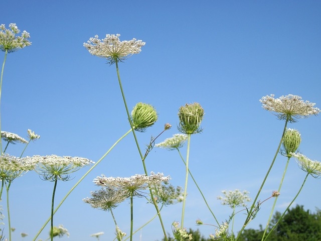 單方精油 | 10% 胡蘿蔔籽  Carrot Seed