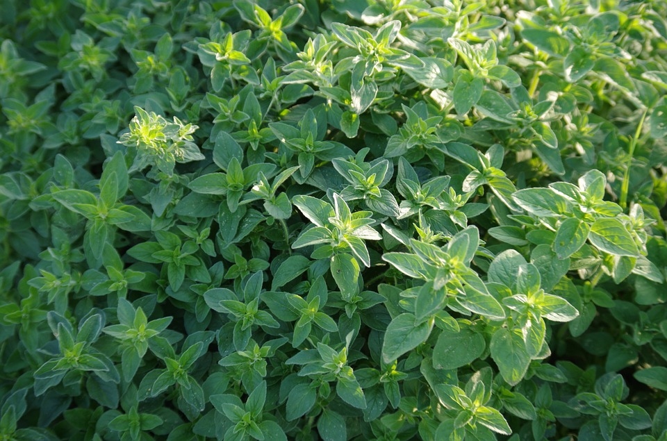 單方精油 | 野馬鬱蘭  Origanum*bio