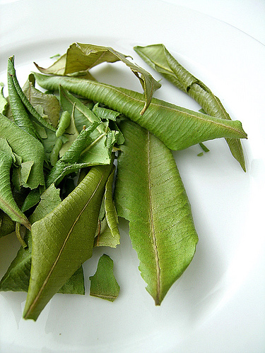 單方精油 | 檸檬香桃木 Lemon Myrtle