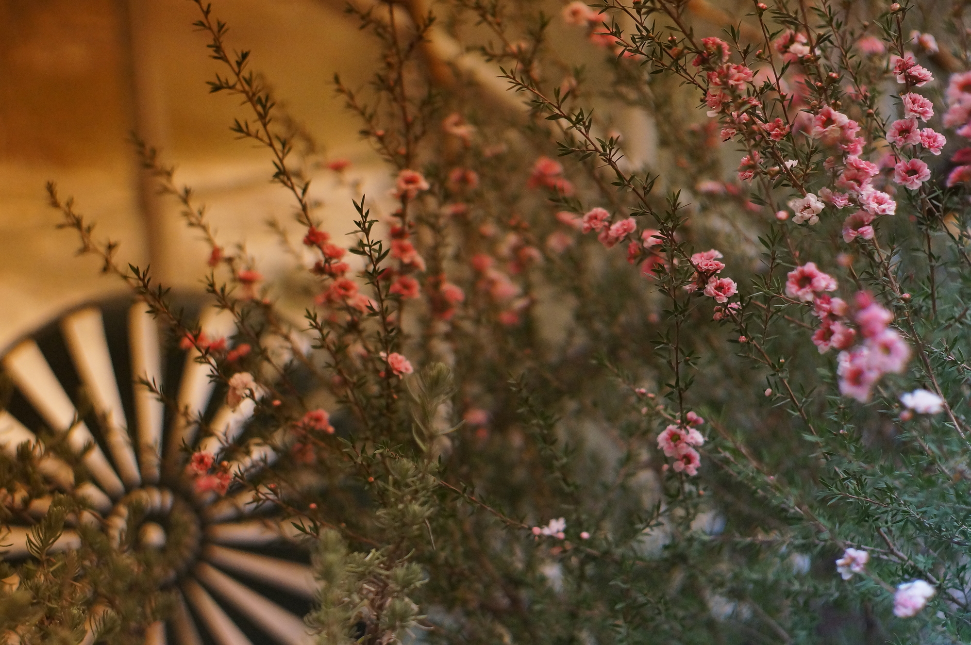 單方精油 | 松紅梅 Manuka