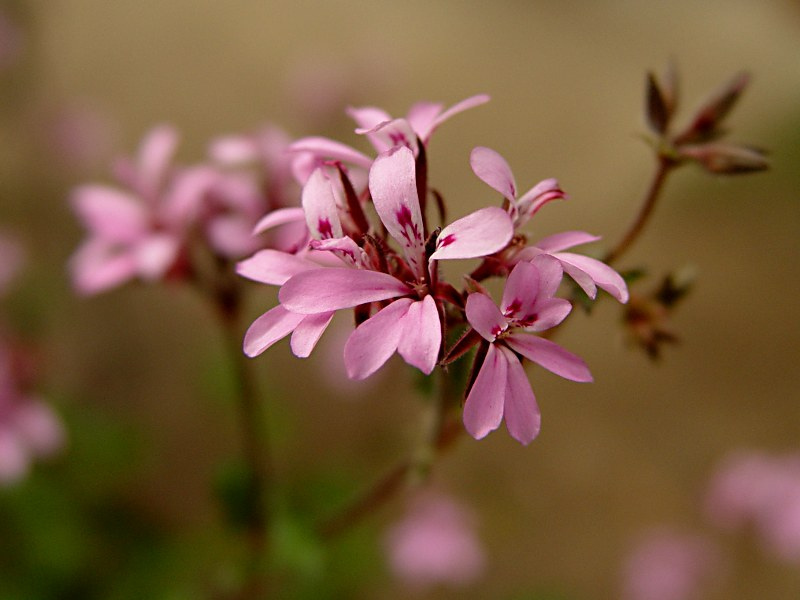 單方精油 | 玫瑰天竺葵 Rose Geranium