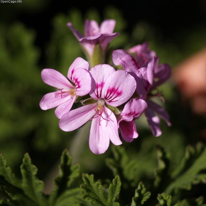 單方精油 | 波旁天竺葵  Geranium Bourbon