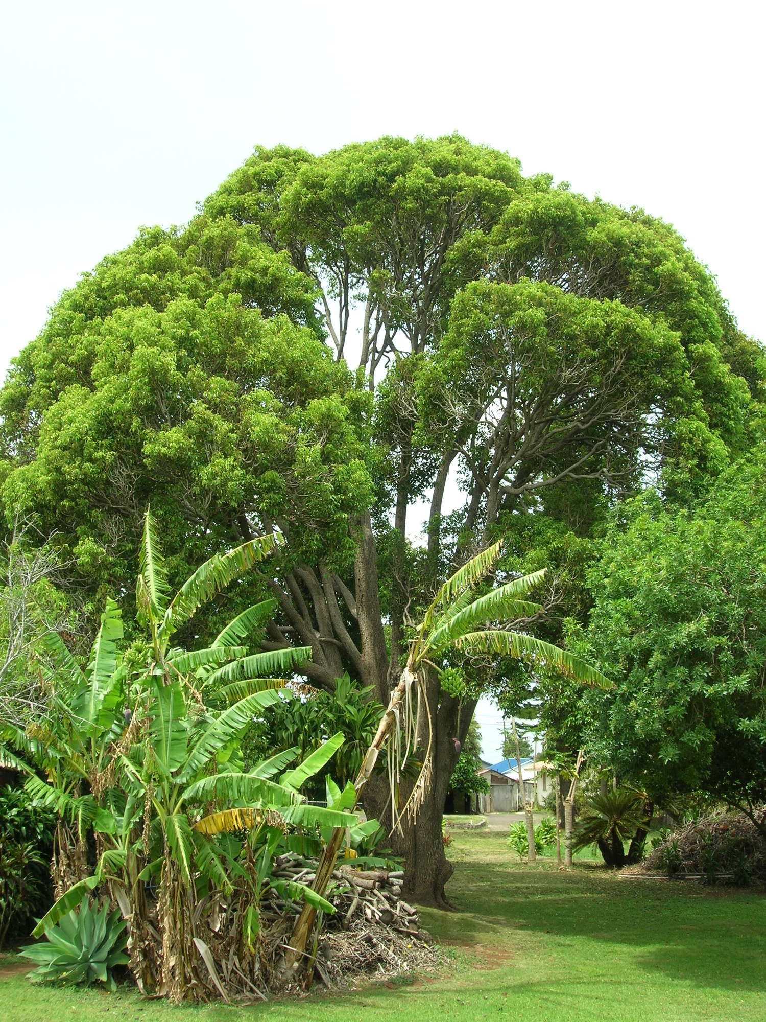 單方精油 | 芳樟木 Ho Wood (Ct.Linalool)
