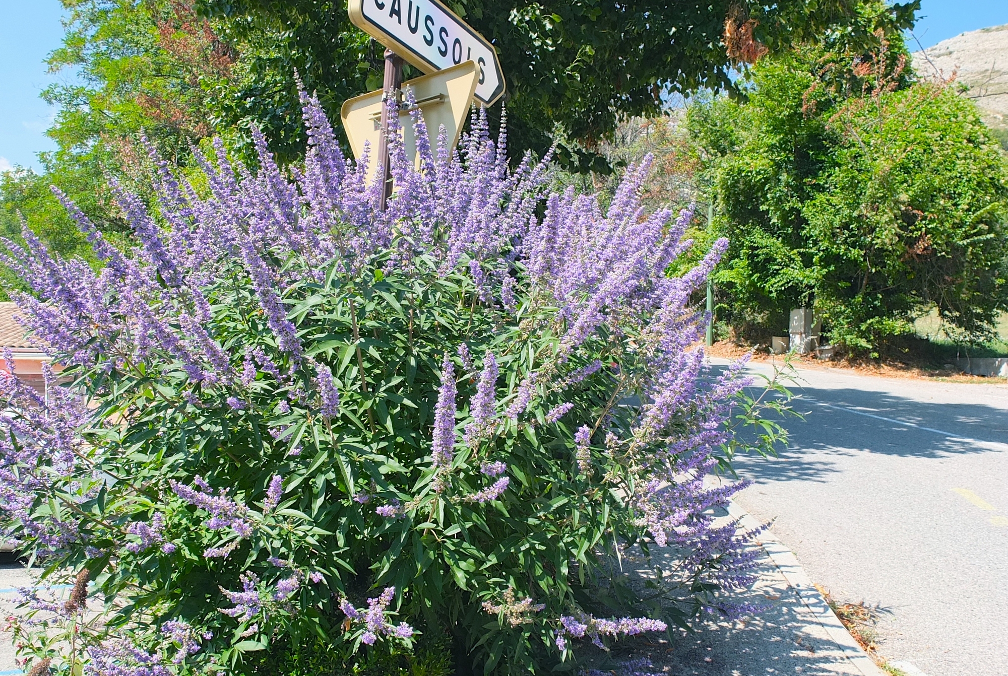 單方精油 | 貞潔樹  Vitex