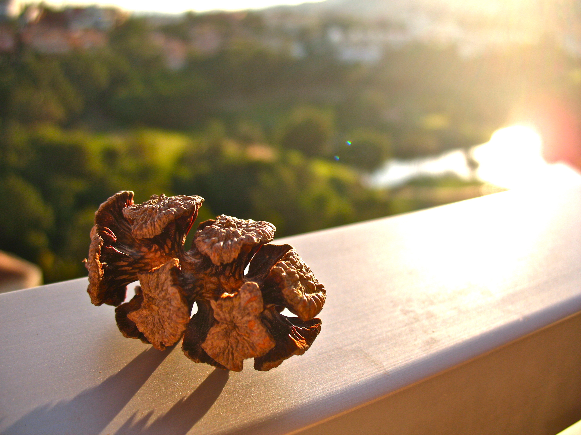 單方精油 | 絲柏  Cypress＊Wild