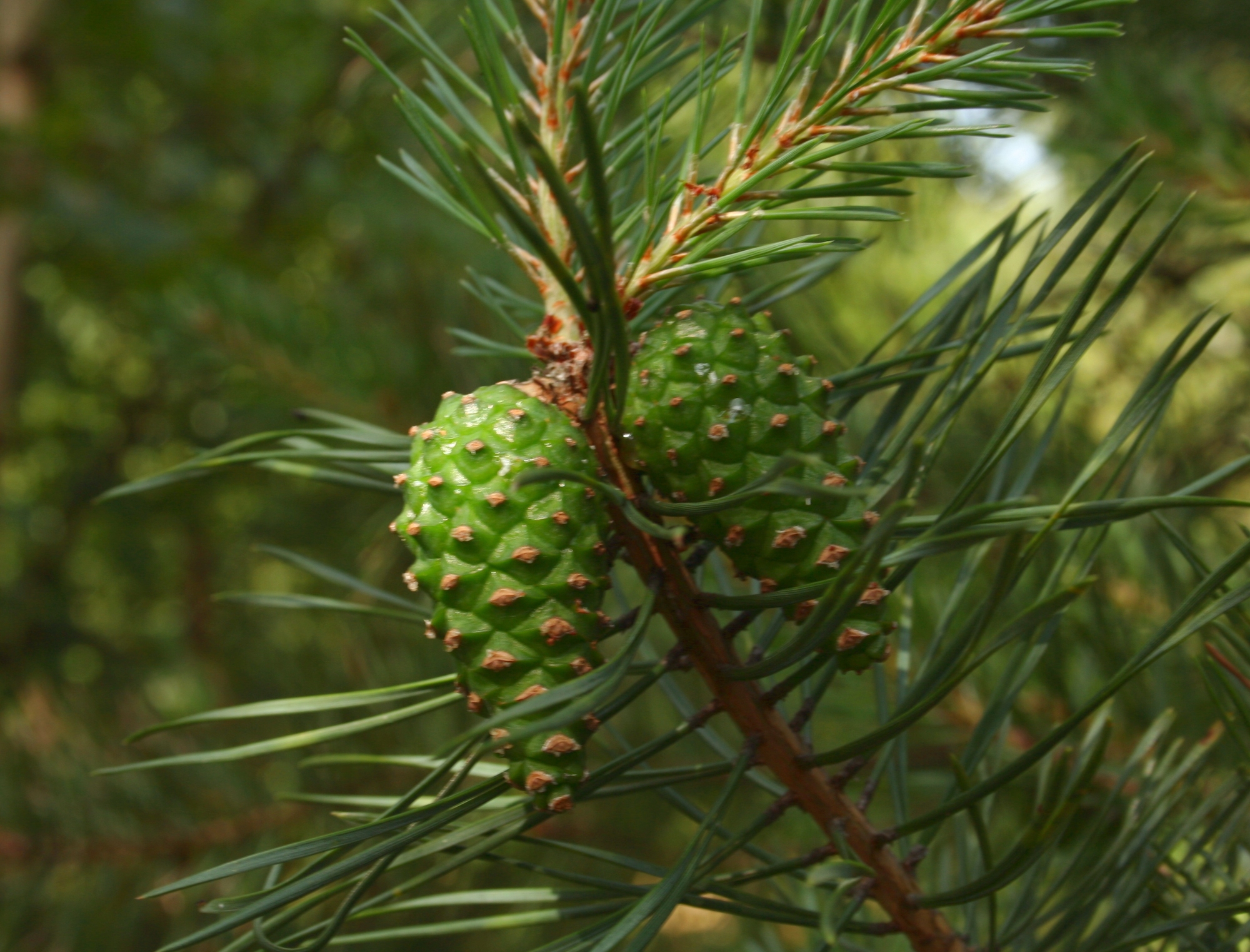 單方精油 | 歐洲赤松 Scotch Pine