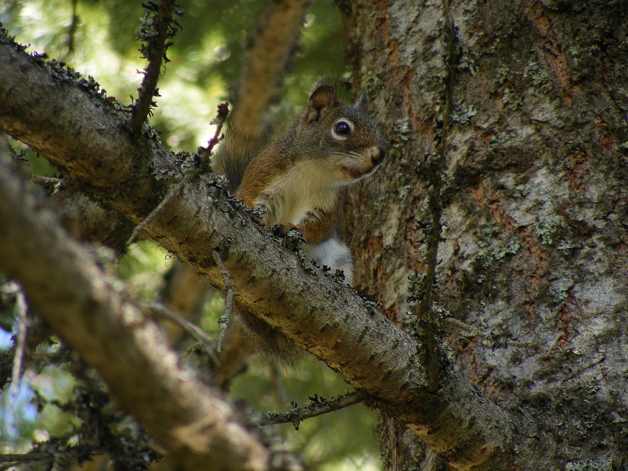 單方精油 | 道格拉斯冷杉  Douglas Fir  *Bio