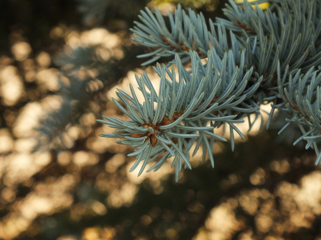 單方精油 | 歐洲冷杉  Silver Fir
