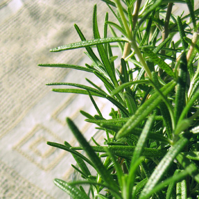 單方精油 | 龍腦迷迭香  Rosemary (Ct. Borneon) *Bio
