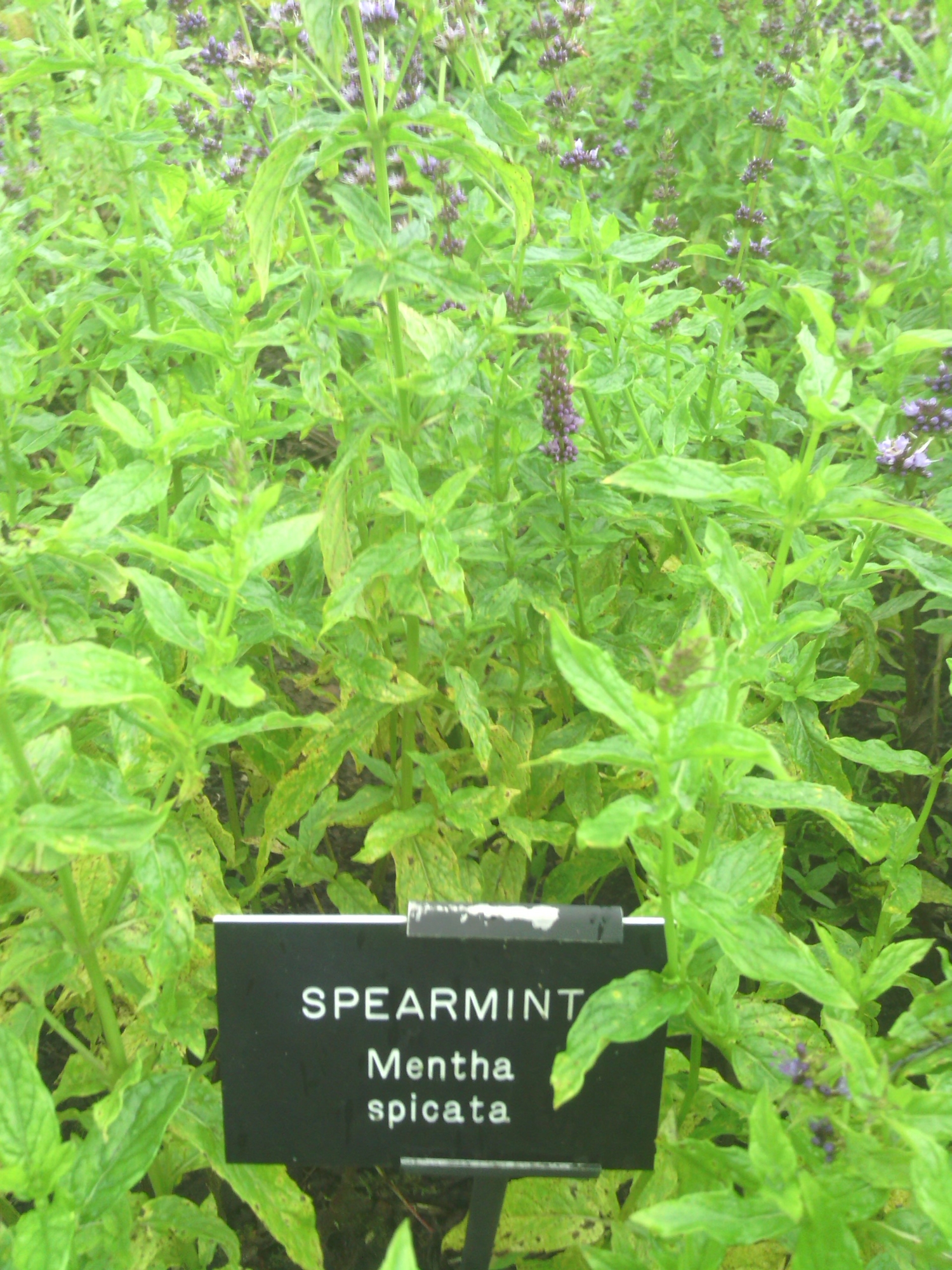 單方精油 | 綠薄荷 Spearmint