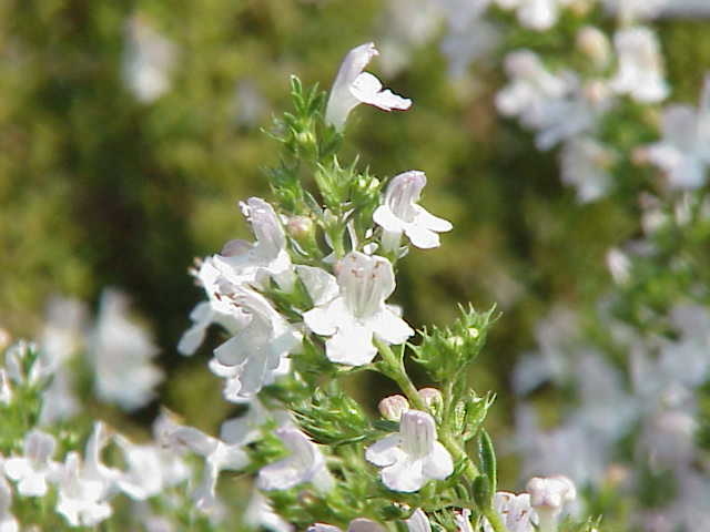 單方精油 | 冬季香薄荷  Winter Savory