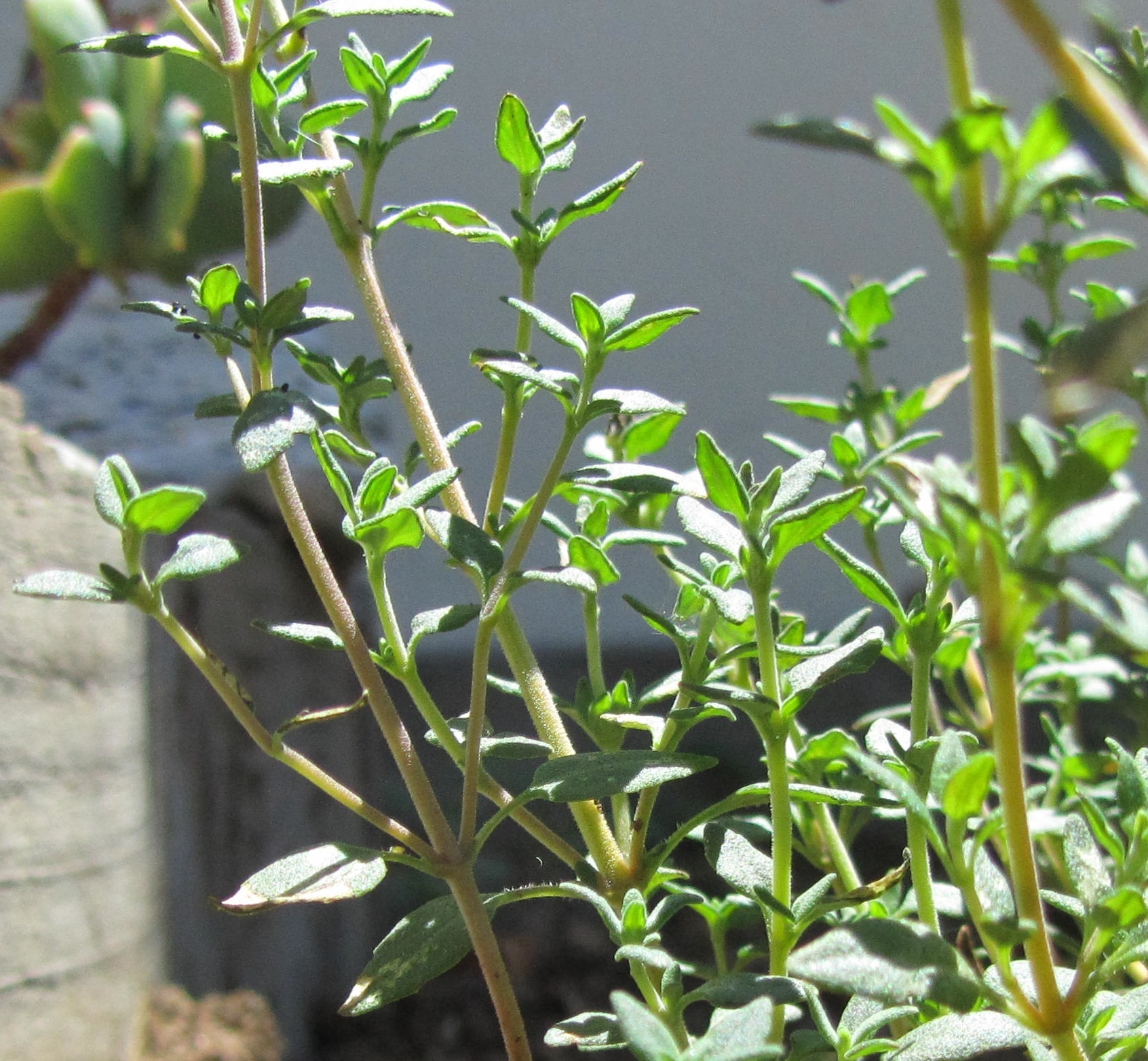 單方精油 | 沉香醇百里香  Thyme (Ct. Linalool)