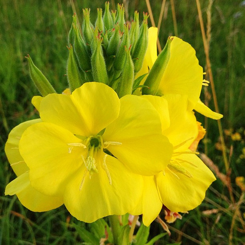 植物油 | 有機月見草油 Evening Primrose *Bio