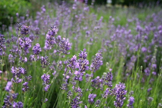 純露 | 有機真正薰衣草純露 Lavendelhydrolat bio