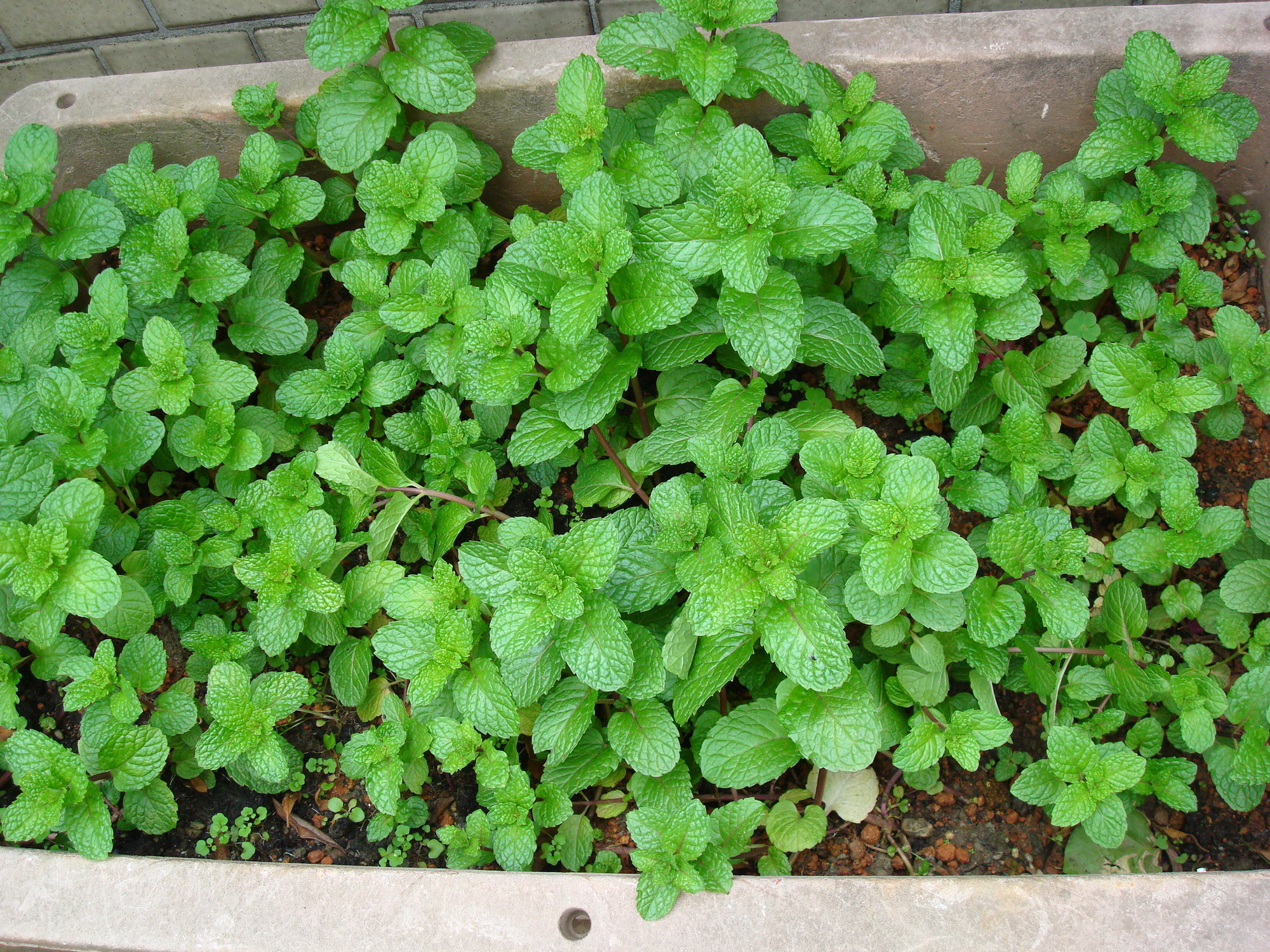 純露 | 有機薄荷純露  Pfefferminzhydrolat Bio