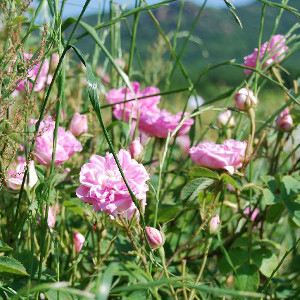 純露 | 有機大馬士革玫瑰純露  Rosenhydrolat bio