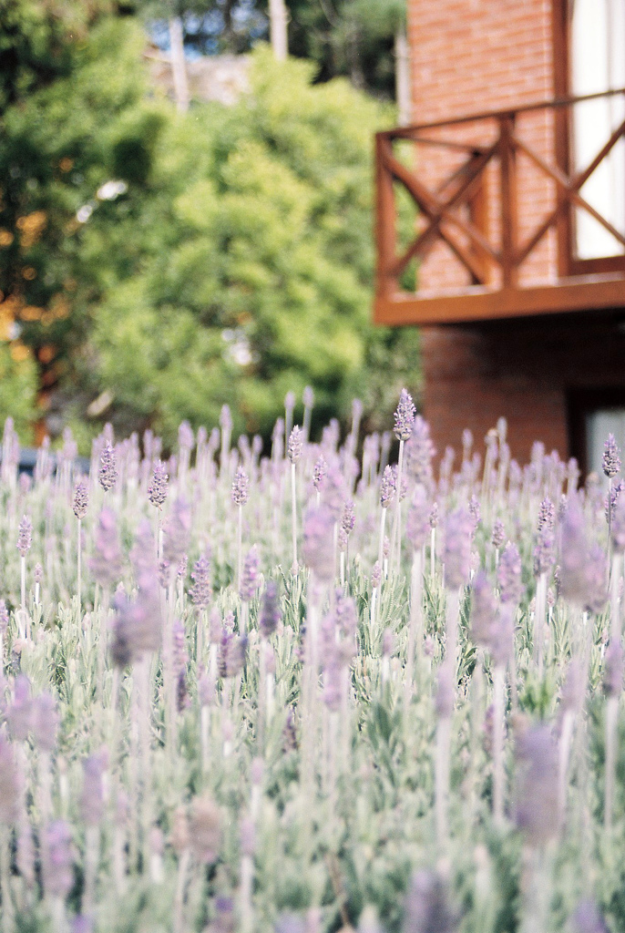 單方精油 | 有機真正薰衣草  Lavender *bio