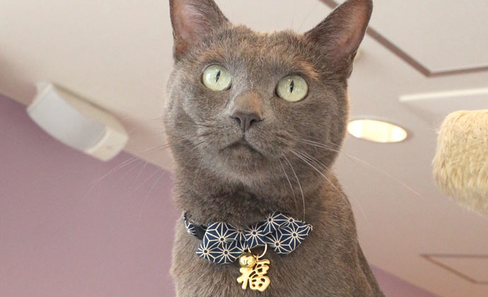 Amoworks 項圈 福貓領結