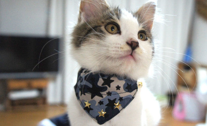 Amoworks 項圈 星星迷彩領巾