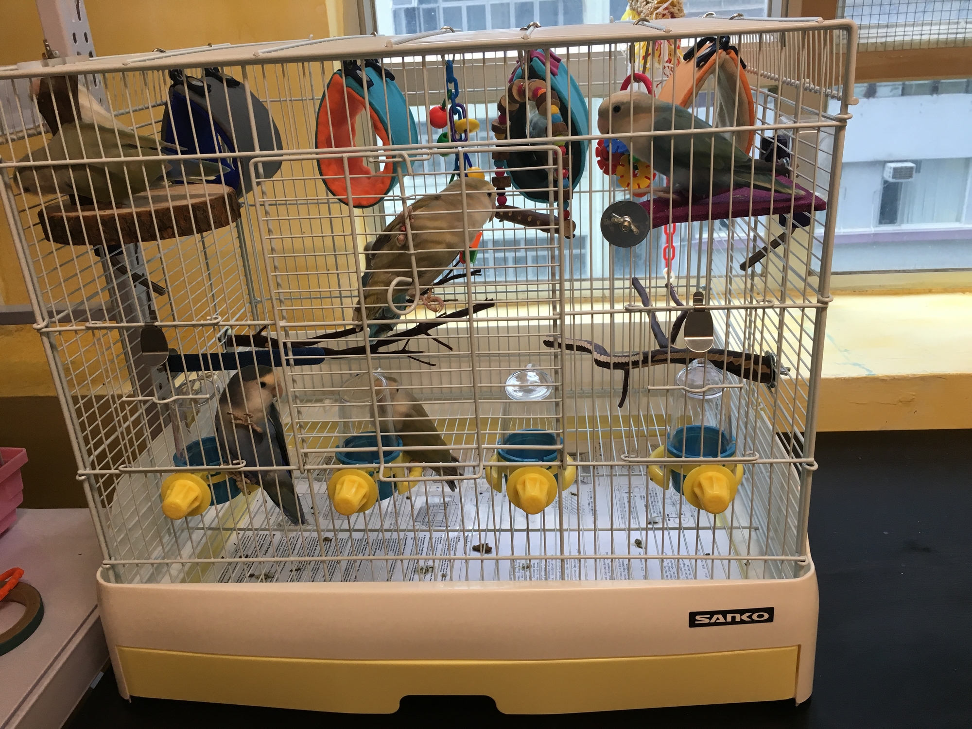 Sanko Easy Home Bird 60Yellow（最新款） HKD $980 SIZE: W620