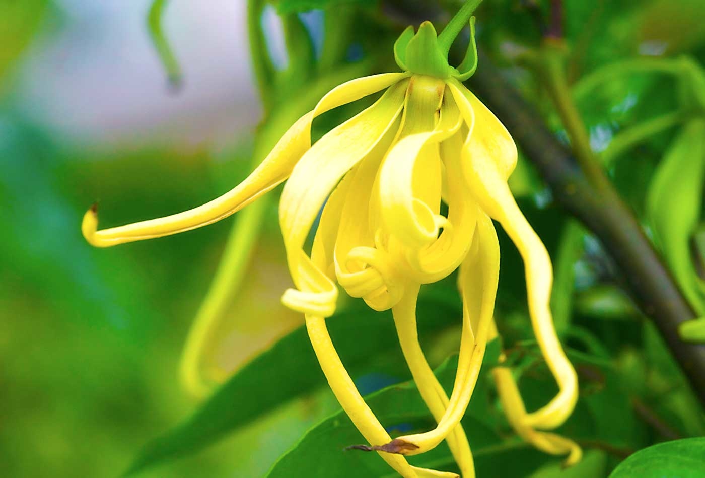 單方精油 | 依蘭依蘭 Ylang Ylang