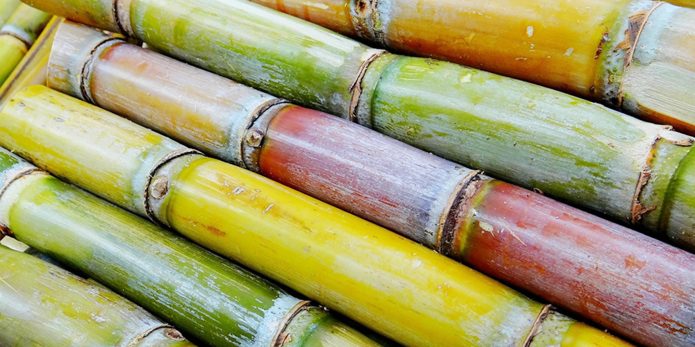 蔗糖的原料:甘蔗