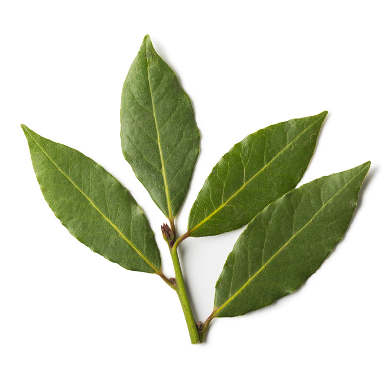 新鮮月桂葉 25g Fresh bay leaves 燉煮料理 高湯 燉飯必備