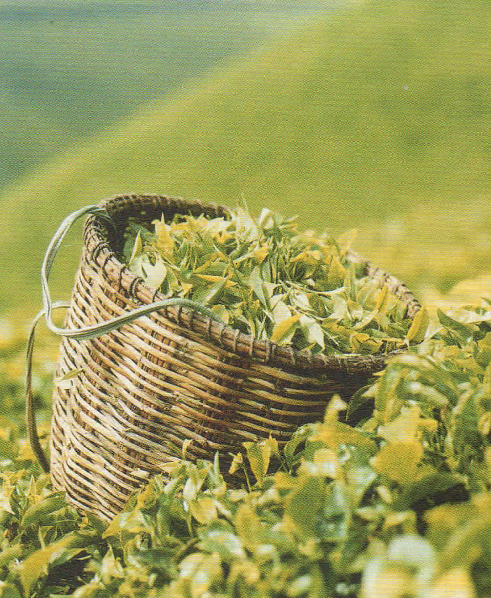 【英國Taylors泰勒茶】檸檬香橘茶