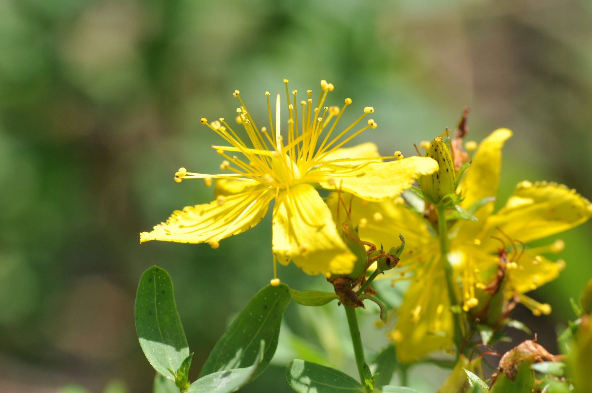 單方精油 | 50% 聖約翰草 St.John's wort  [荷荷巴油]
