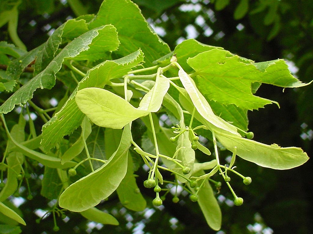 單方精油 | 62%菩提花 Linden  [CO2]