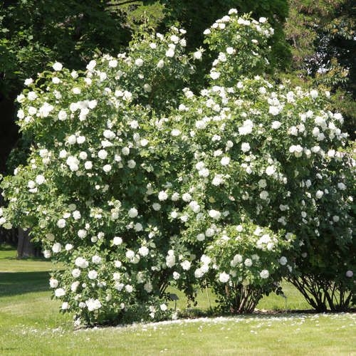 單方精油 | 10% 白玫瑰 Rose alba  [CO2]