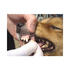 SHIZU-KO Finger Wrap Tooth Brush - For Dog