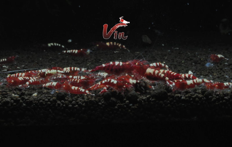 Red Zebra Pinto (Young Shrimp) 20隻一組