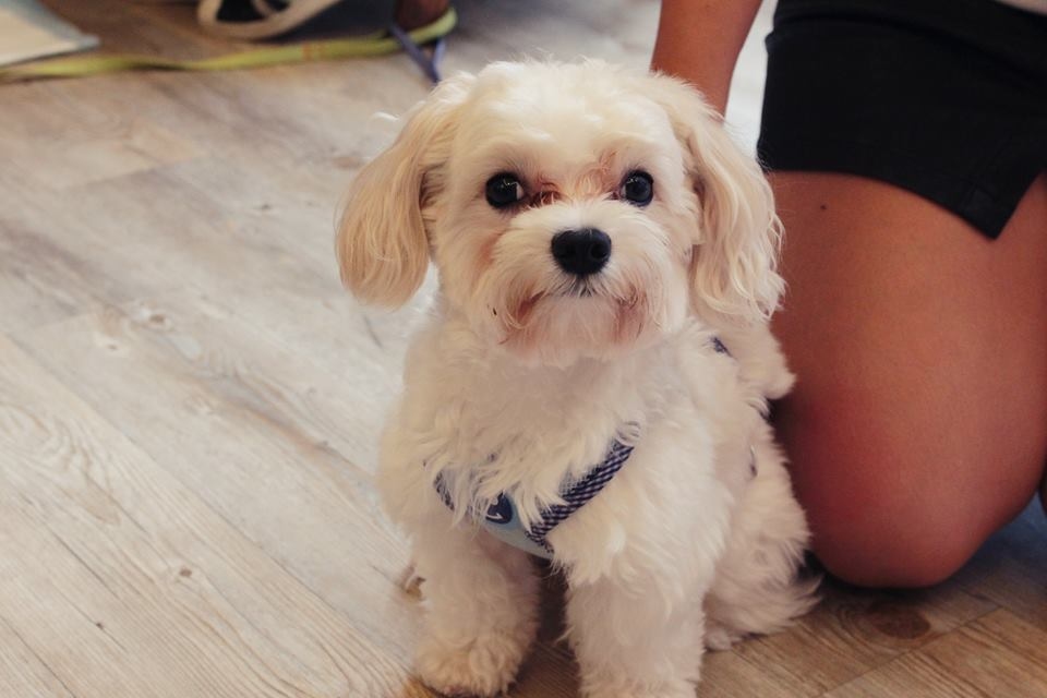 台灣知名創作歌手吳東穎來陸比音樂分享吉他創作音樂側拍-吳東穎的狗