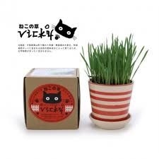 vicky 有機貓草套裝