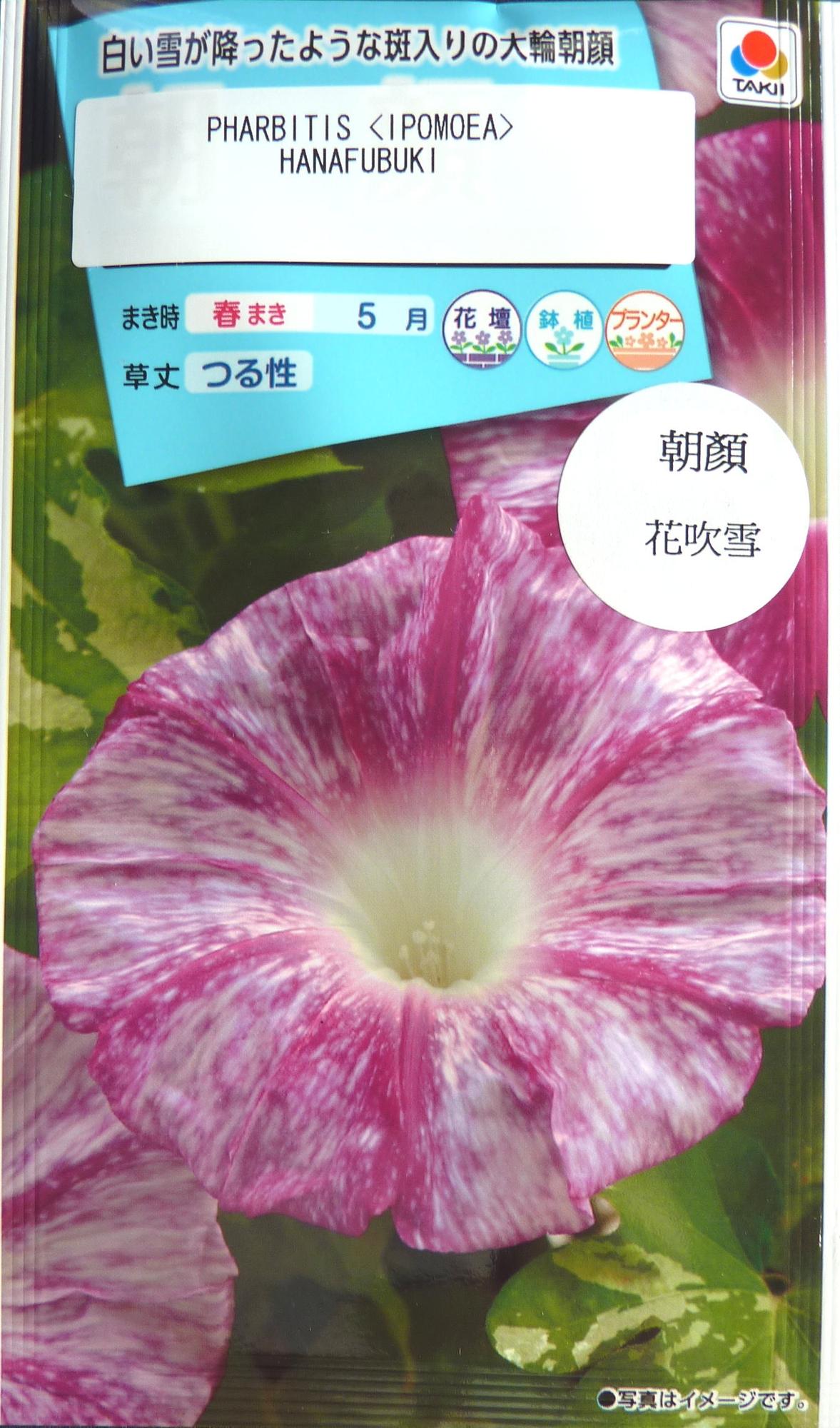 朝顏花吹雪種子