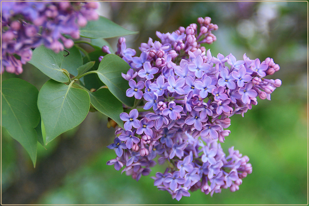 單方精油 | 20% 歐丁香 Flieder   [CO2]